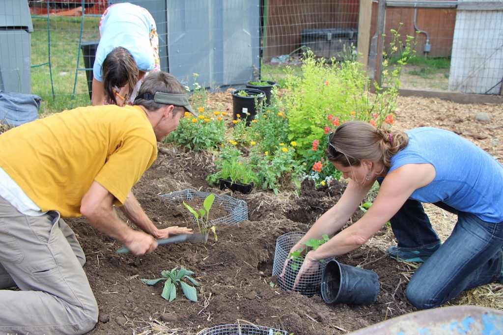 Students in a permaculture course learn about planting ayurvedic herbs.