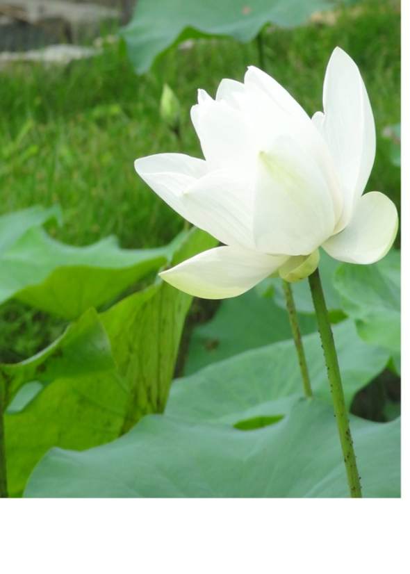 Be like the lotus flower unaffected by the world