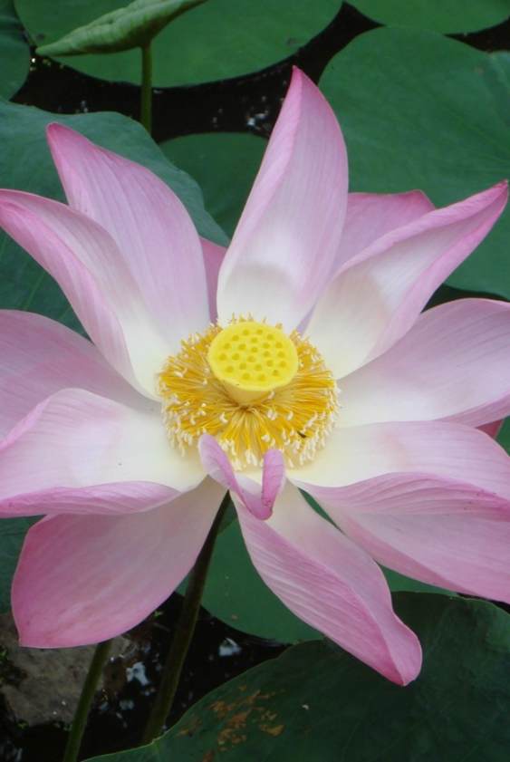 Lotus flower blooming wisdom and light