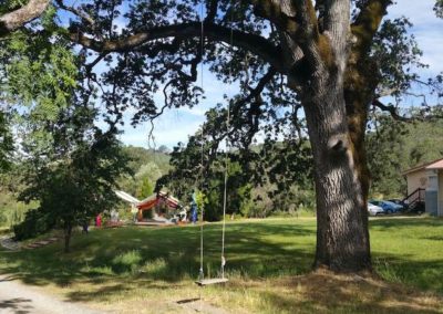 Yoga-farm-heritage-oak-tree