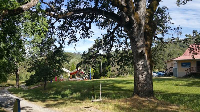 Yoga-farm-heritage-oak-tree