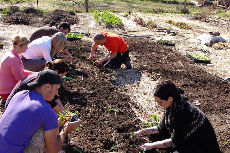 Volunteers plant food in the garden.