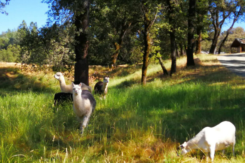 Yoga Farm Animal Herd running on the grounds