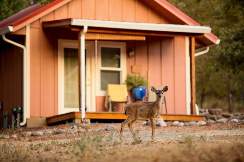 Shanti Cabins are in a Natural Setting with animals like deer that walk around freely