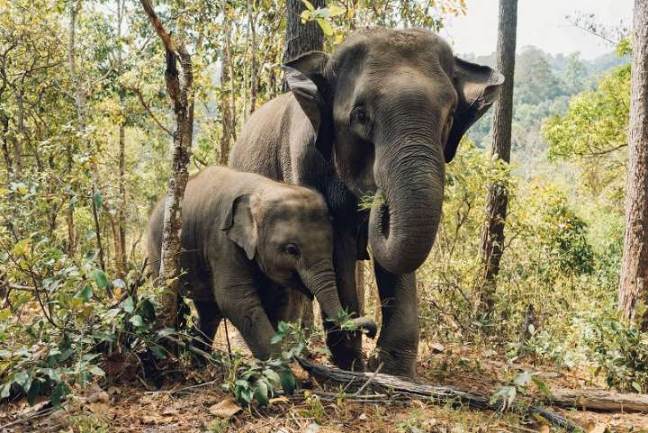 Elephants help each other