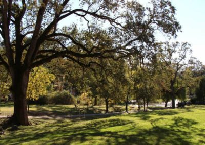 yoga-farm-landscape-oak-tree