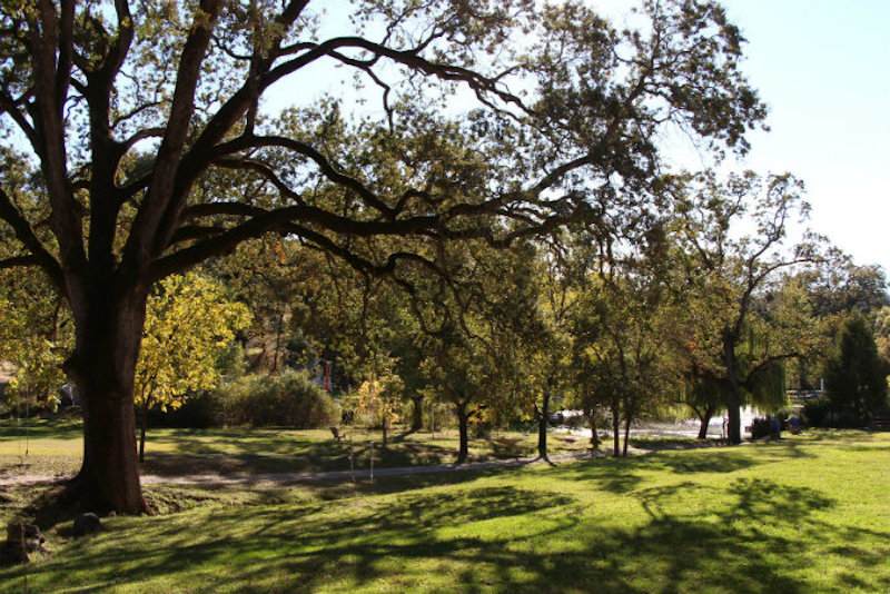 Yoga farm nature and tree calms the mind