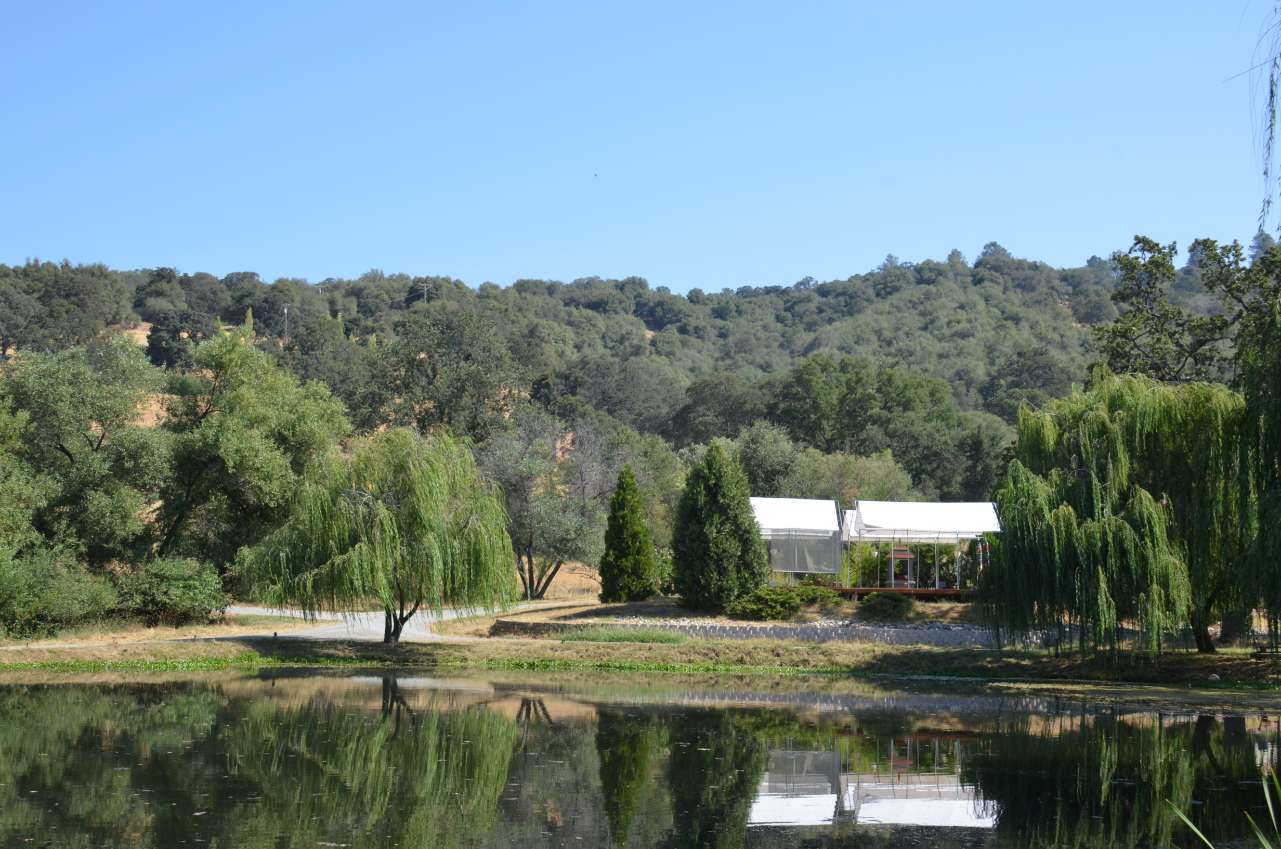 Yoga Farm pond showing a clear reflection