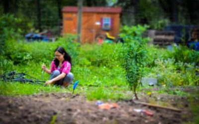 Permaculture Updates from the Yoga Farm