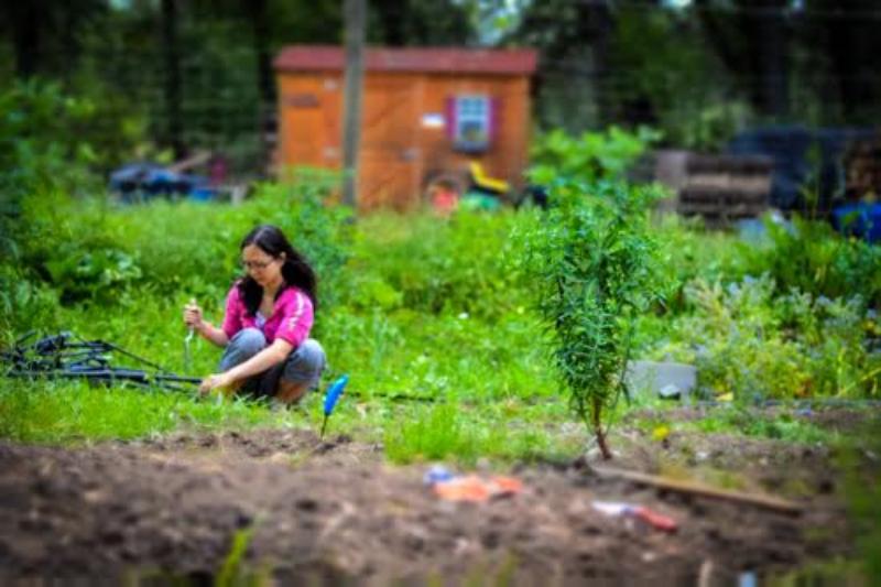 Permaculture Updates from the Yoga Farm