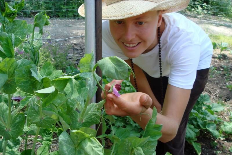 A permaculture volunteer checks flower bud in garden.