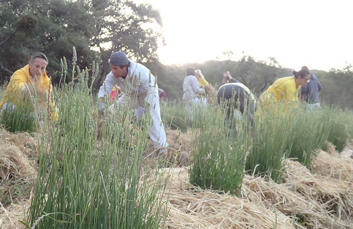 Volunteers work on sheet mulching in the lavender fields.