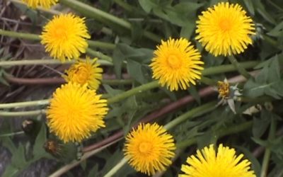 5 Edible and Medicinal Springtime Weeds
