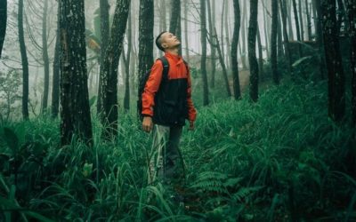 What is Forest Bathing?